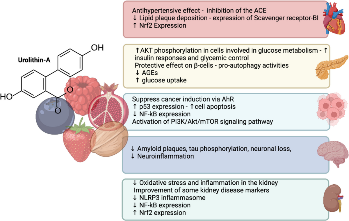 liposal glutathione Liposomal Glutathione