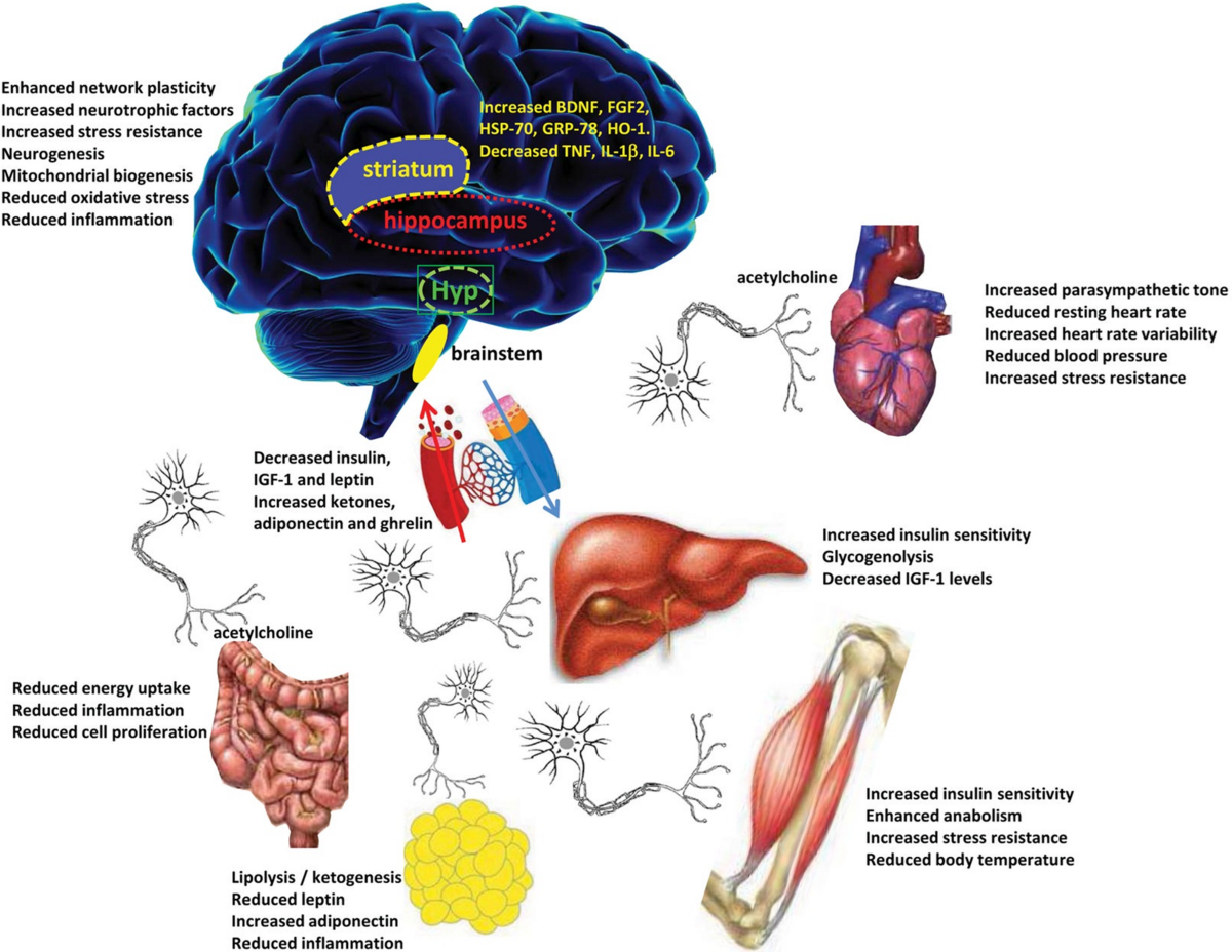 calista glutathione review Fasting as a Multisystem Health Modulator: A Narrative of Metabolic, Cardiovascular, Immune, Neurocognitive, and Psychospiritual Effects | Current Nutrition Reports Skincare effect:Repairing DOC) Type of Activated septic-safe