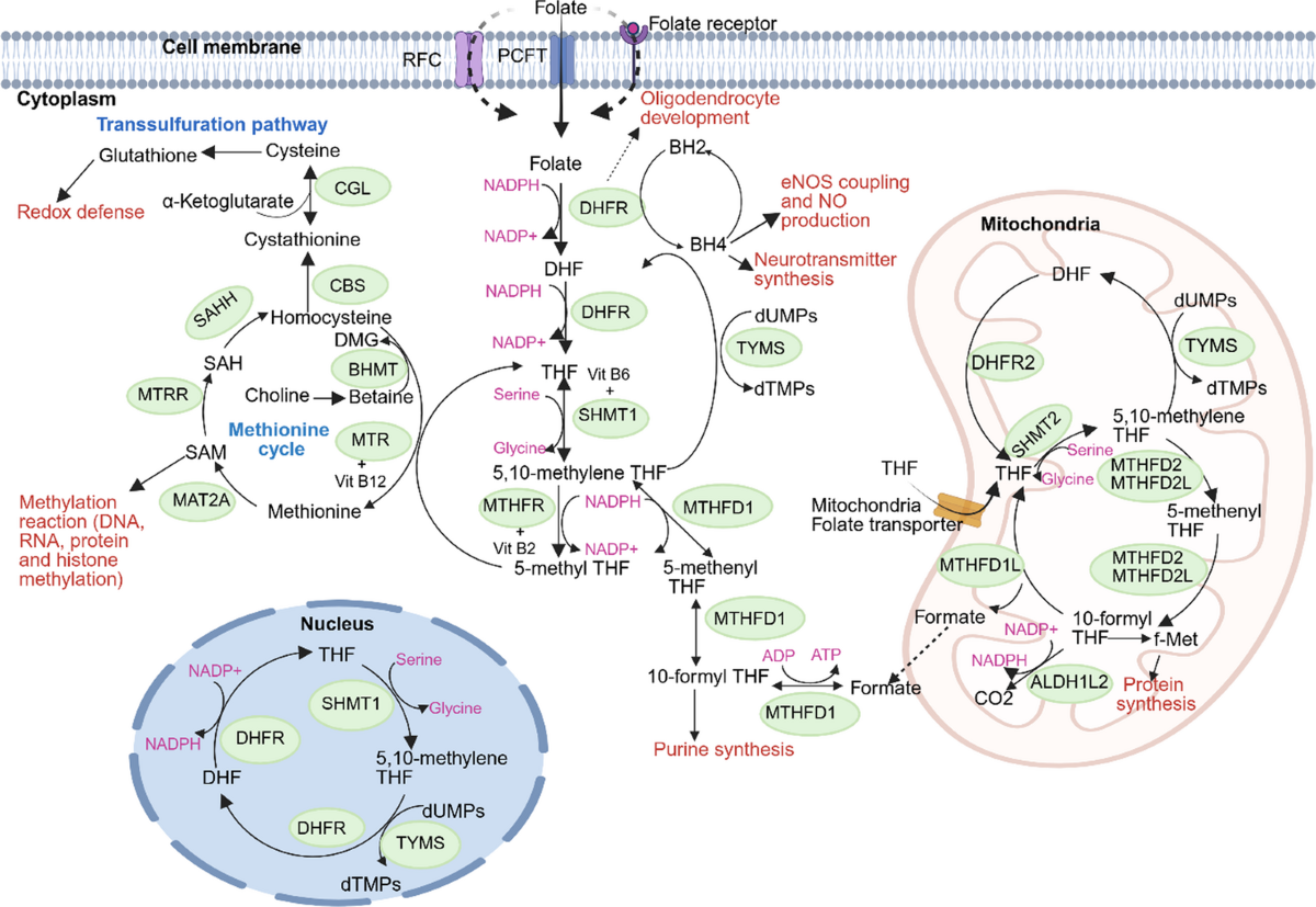 glutathione and reproductive system The Role of Antioxidants in Male Fertility: A Comprehensive Review of  Mechanisms and Clinical Applications