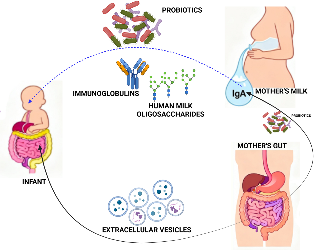 colostrum and glutathione catalase Natural cocktail of bioactive factors conjugated on nanofibrous dressing for improved wound healing What Should I Take with