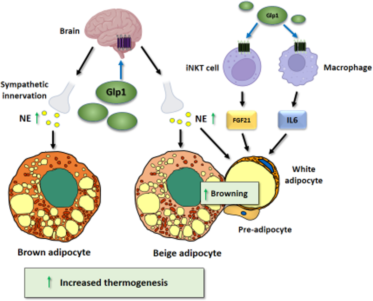 Adipose Tissue, at the Core of the Action of Incretin and Glucagon-Based Anti-Obesity Drugs | Current Obesity Reports | Springer Nature Link Adipose Tissue, at the Core of the Action of Incretin and Glucagon-Based Anti-Obesity Drugs | Current Obesity Reports | Springer Nature Link
