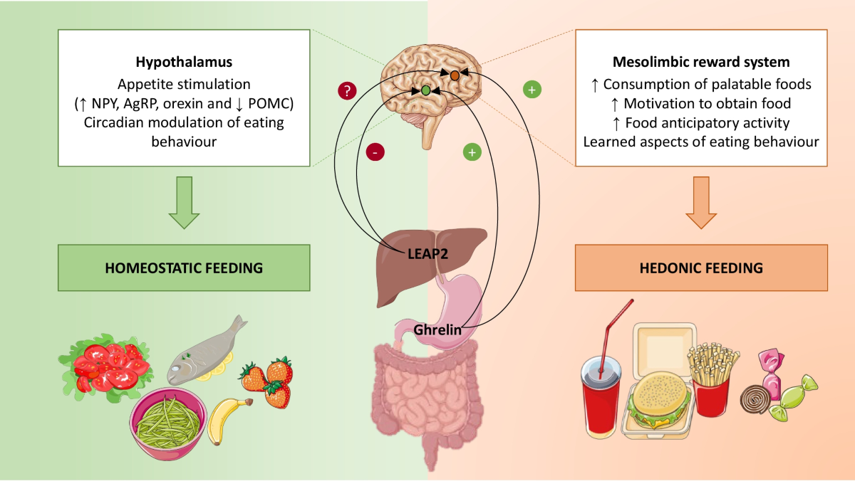 semaglutide ghrelin If you are hungry an hour after eating, your hormones are broken Ghrelin: An orexigenic and somatotrophic