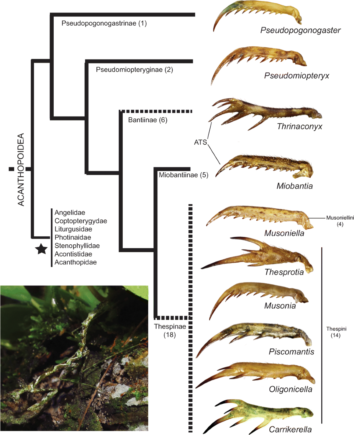 A New Species of Praying Mantis from Peru Reveals Impaling as a 