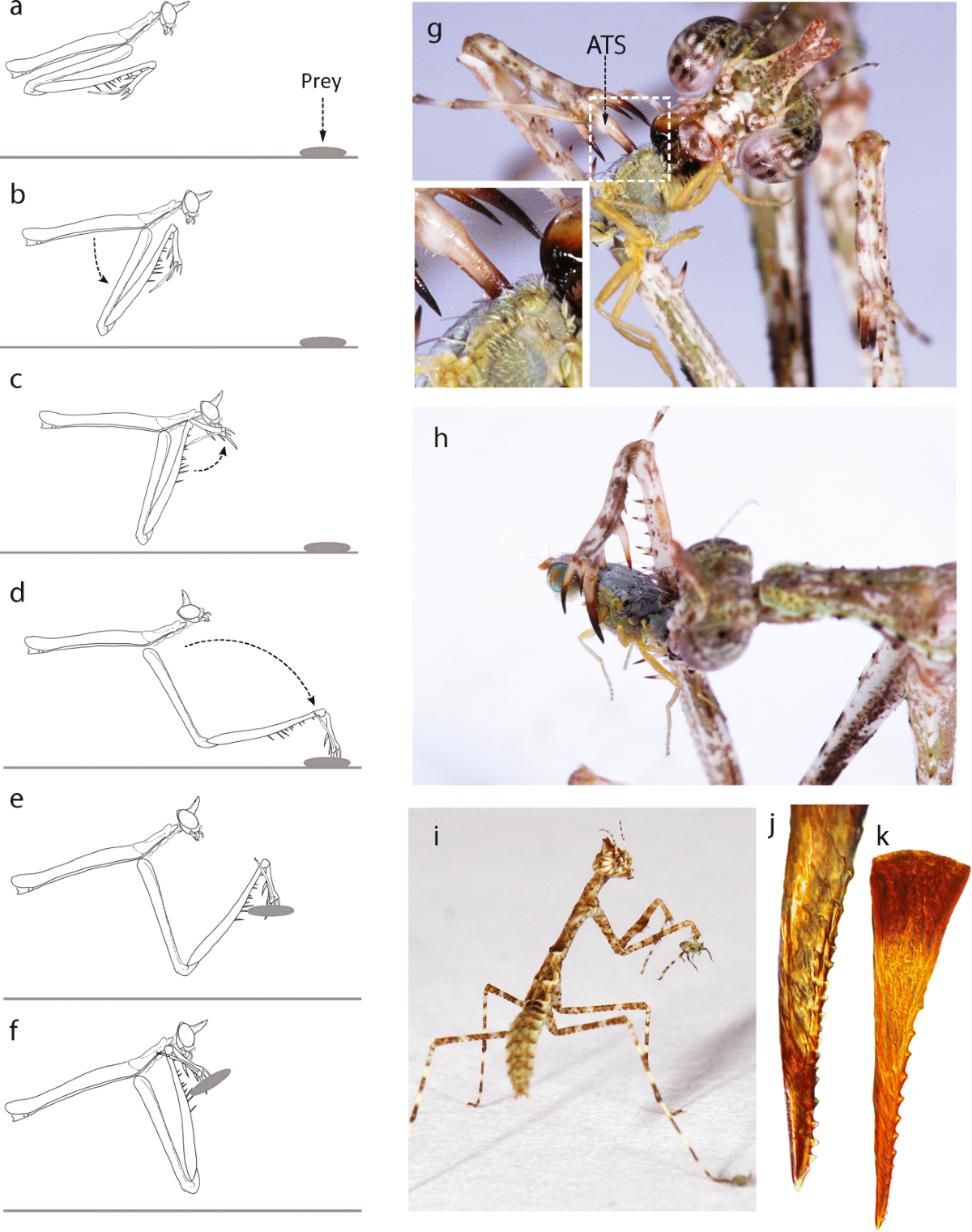 A New Species of Praying Mantis from Peru Reveals Impaling as a 