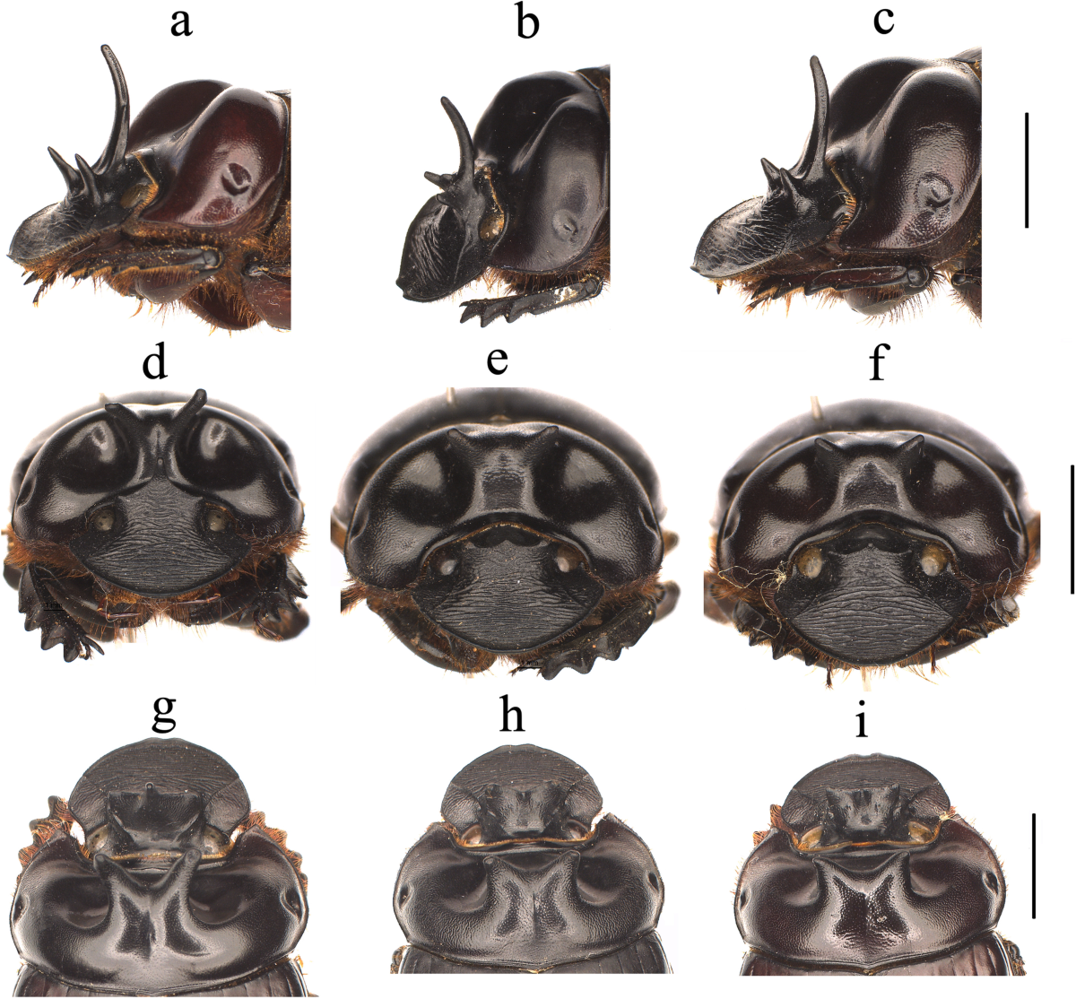 A Taxonomic Revision of the Dichotomius reclinatus (Felsche, 1901) Species  Group (Coleoptera: Scarabaeidae: Scarabaeinae) | Neotropical Entomology