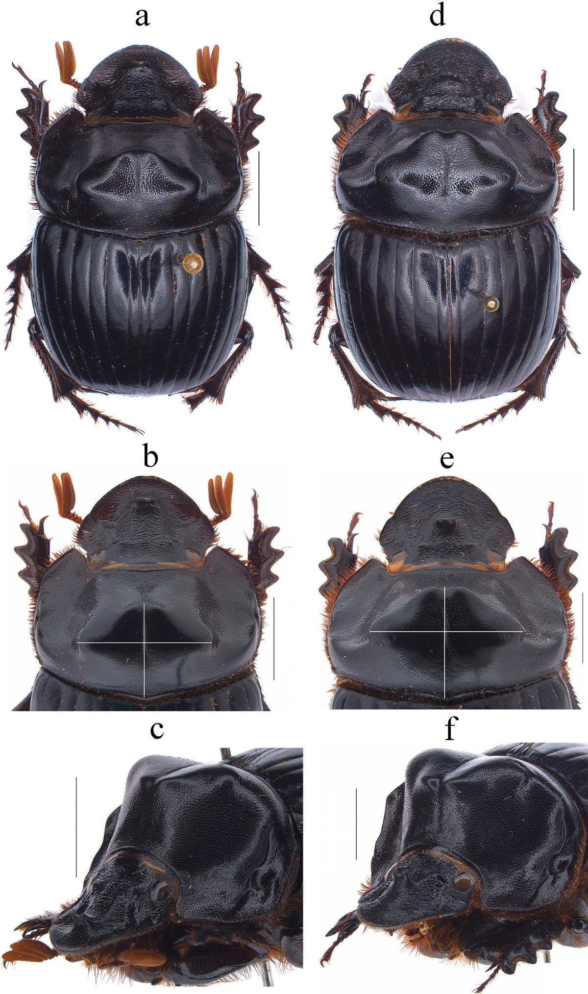 A Taxonomic Revision of the Dichotomius depressicollis (Harold 
