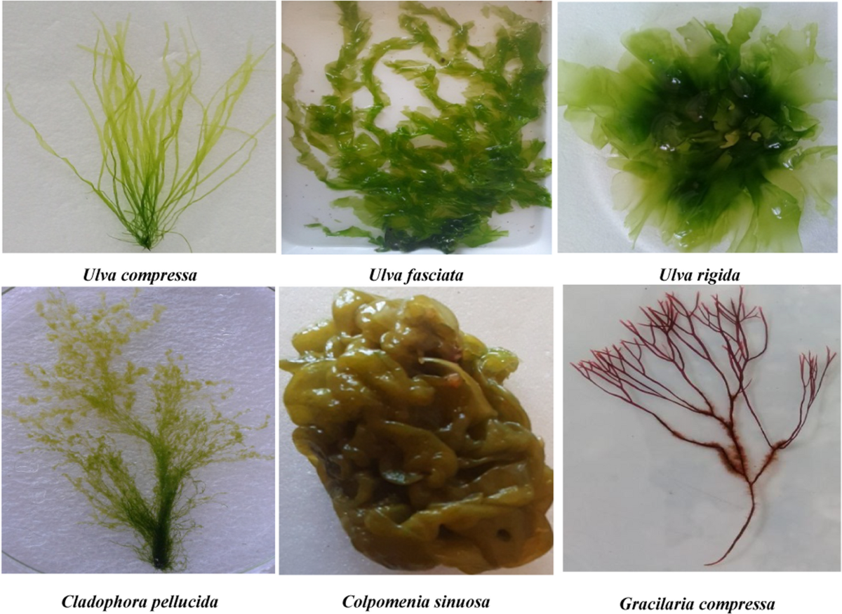 The Project Gutenberg eBook of The Violoncello and Its History, by Wilhelm  Joseph von Wasielewski, image size:1200x875