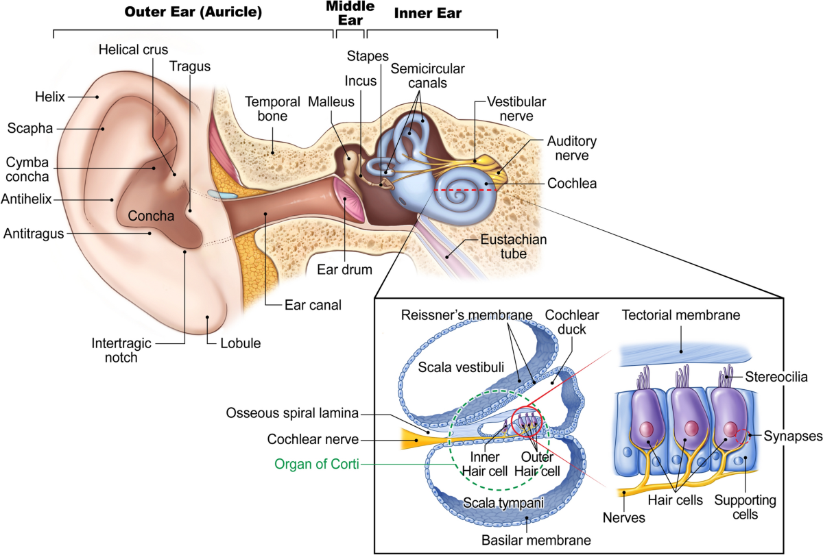 Tissue Engineering and Regenerative Medicine in the Field of  Otorhinolaryngology | Tissue Engineering and Regenerative Medicine