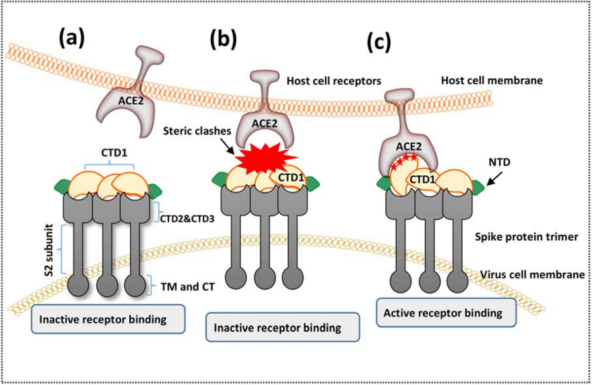 glutathione spike protein Structural and functional comparison of SARS-CoV-2-spike receptor binding domain produced in Pichia pastoris and mammalian cells Glutathione Peroxidase 4/GPX4 Antibody (JU11-31)