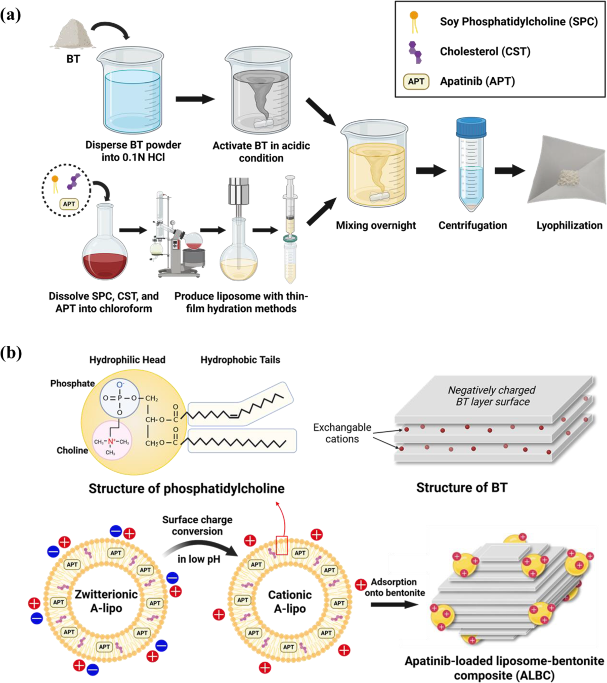 Composite of water-insoluble bentonite and liposomes for controlled intestinal release and enhanced oral bioavailability | Journal of Pharmaceutical Investigation