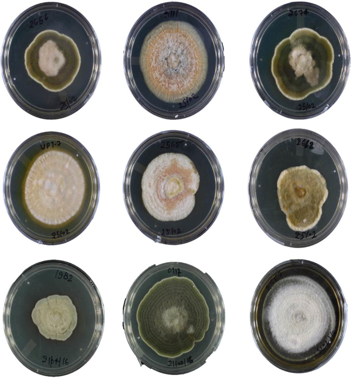 Diversity Assessment Among Alternaria solani Isolates Causing Early Blight  of Tomato in India | Proceedings of the National Academy of Sciences, India  Section B: Biological Sciences