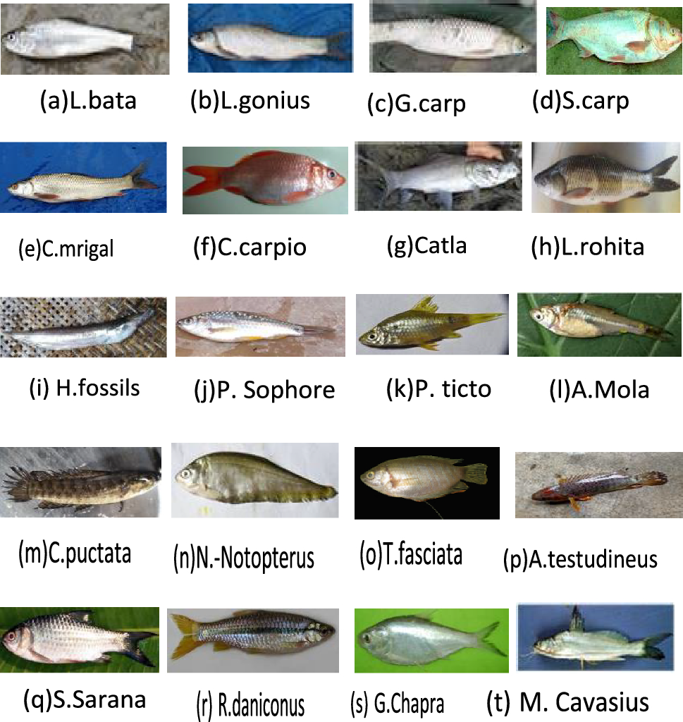 Automated Freshwater Fish Species Classification using Deep CNN