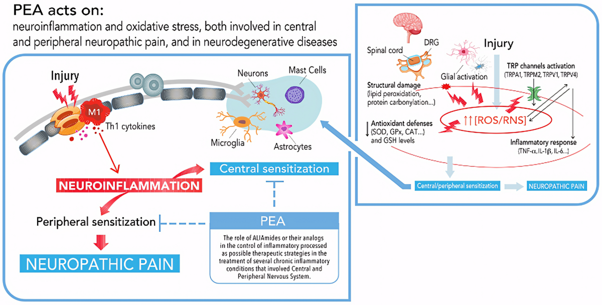 A Decades-Long Journey of Palmitoylethanolamide (PEA) for Chronic  Neuropathic Pain Management: A Comprehensive Narrative Review | Pain and  Therapy | Springer Nature Link