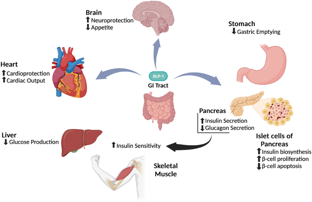 does glp 1 affect liver Research has shown that a popular GLP-1 weight loss drug may halt and even  reverse severe liver disease in some patients