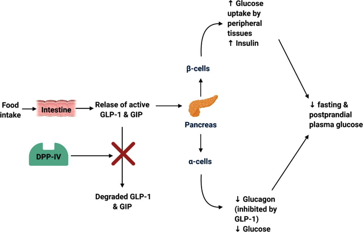 glp 1 ddp4 Frontiers The Role of GLP-1, DPP-4,
