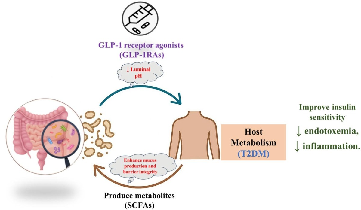 oral glp 1 weight loss Clinical Capsules: Semaglutide Becomes the First ORAL GLP-1 Approved for Weight  Loss