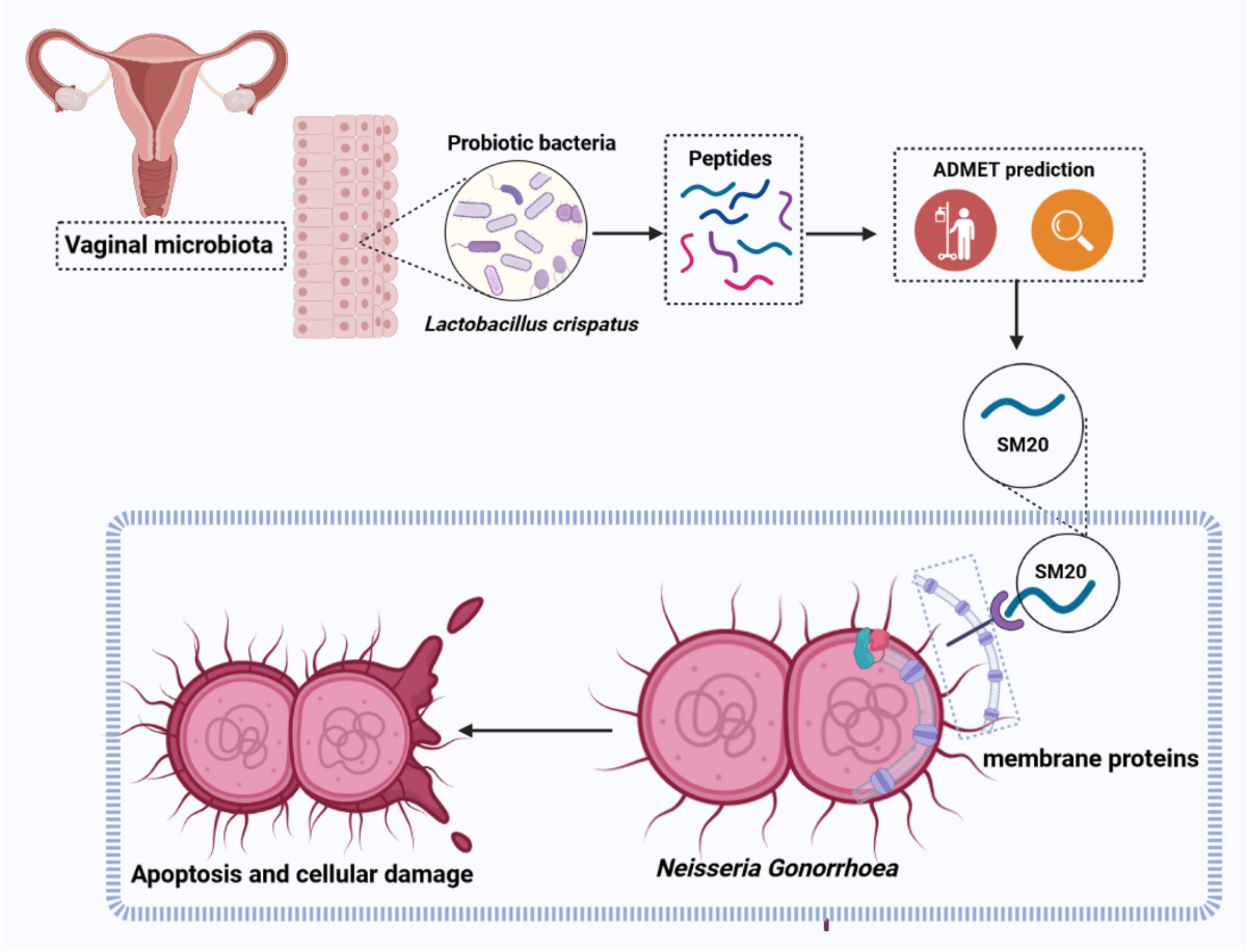 Gonorrhea caused due to antimicrobial-resistant bacteria Neisseria  gonorrhoeae treated using probiotic peptide | In Silico Pharmacology, image size:1200x917