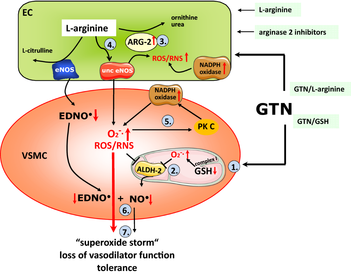 does smoking affect glutathione Glutathione Benefits, Uses and Best Practices does smoking affect glutathione Glutathione Benefits, Uses and Best Practices