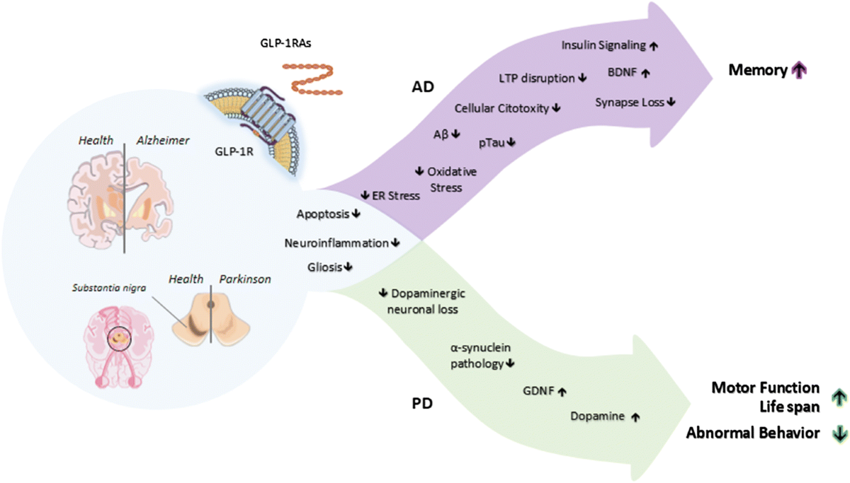 glp 1 and alzheimers Neuroprotective Actions of Glucagon-Like Peptide-1 (GLP-1) Analogues in  Alzheimer's and Parkinson's Diseases | CNS Drugs