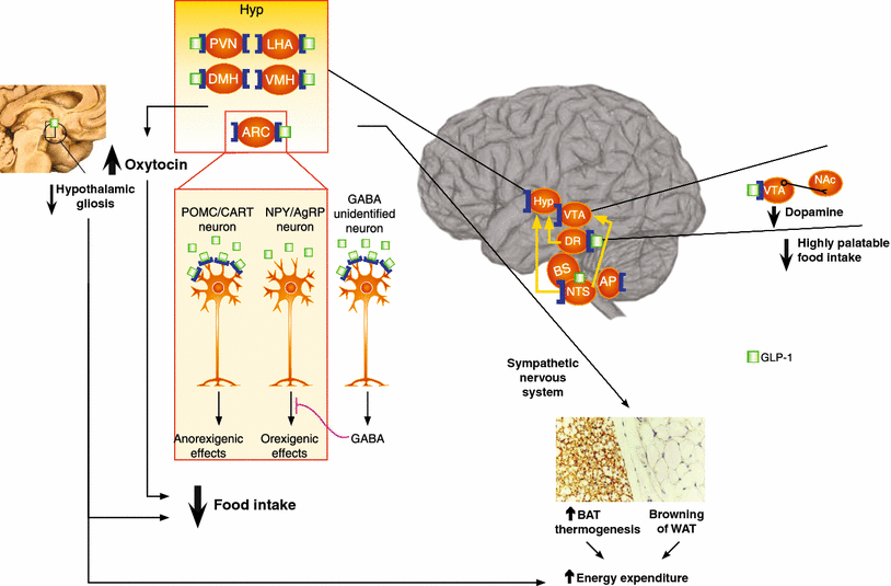 glp-1 and dopamine Glucagon-Like Peptide-1 Receptor Agonists (GLP-1RAs) in the Brain–Adipocyte  Axis | Drugs