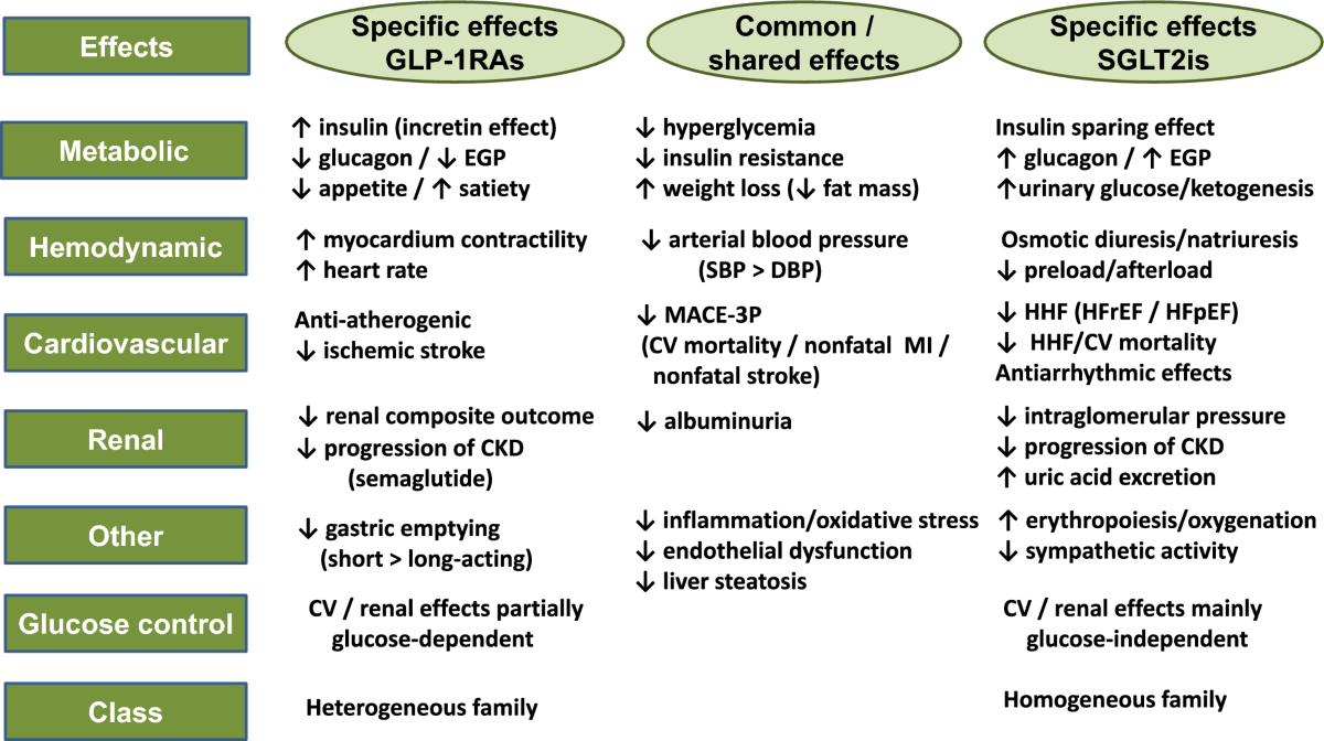 sglt2 and glp 1 combination GLP-1 Receptor Agonists and SGLT2 Inhibitors in Type 2 Diabetes:  Pleiotropic Cardiometabolic Effects and Add-on Value of a Combined Therapy  | Drugs