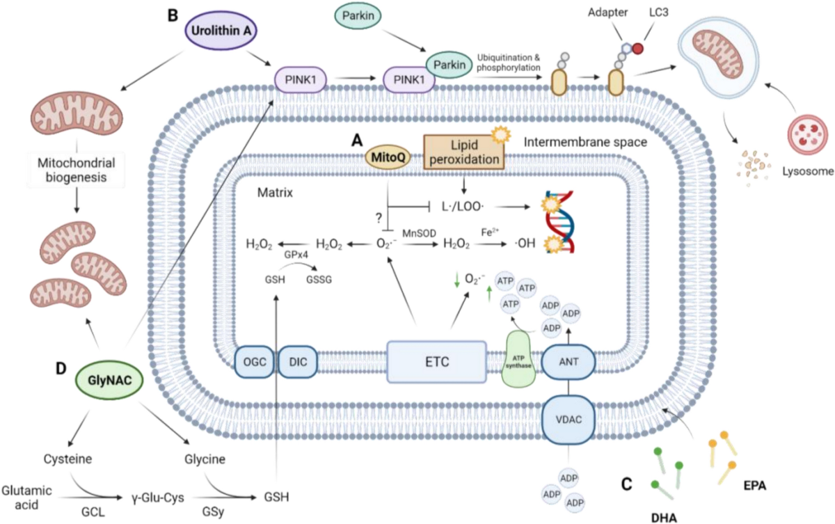 glutathione transferases and neurodegenerative diseases Glutathione transferases and neurodegenerative diseases
