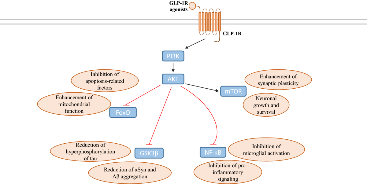 parkinson's and glp 1 Repurposing GLP-1 Receptor Agonists for Parkinson's Disease: Current  Evidence and Future Opportunities | Pharmaceutical Medicine