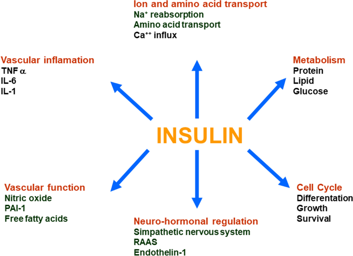 Insulin Resistance the Hinge Between Hypertension and Type 20 ...