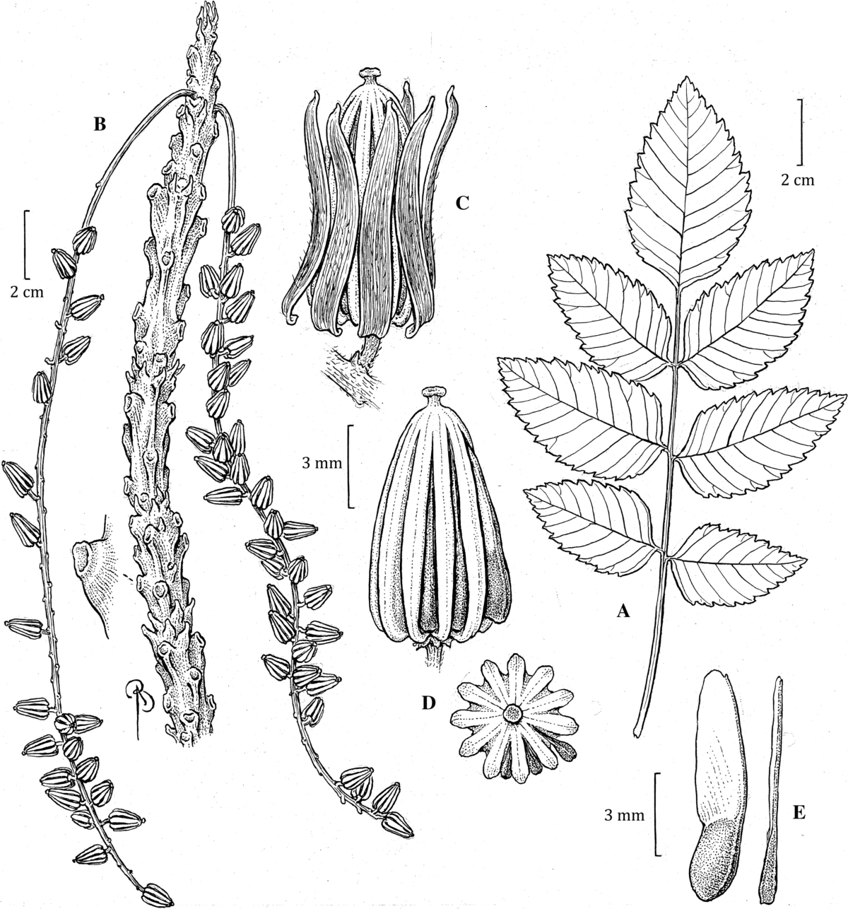 A review of Neotropical Burseraceae | Brazilian Journal of Botany