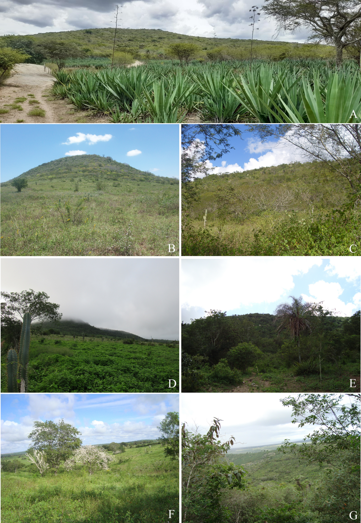 Proteja a Amazônia: Por que o Brasil é essencial para o futuro do nosso  planeta, image size:1200x1736