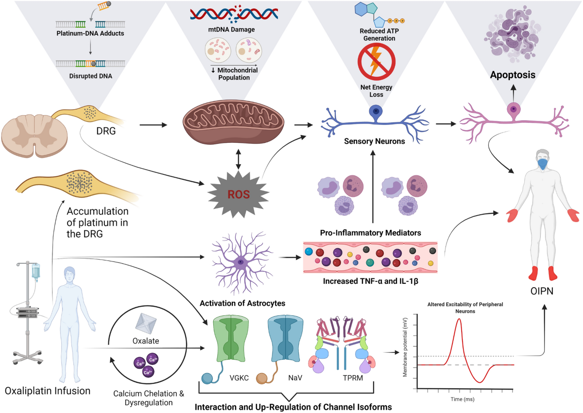 best dosage for ipamorelin cjc 2 blend CJC-1295/Ipamorelin Dosage: Dosing & Cycle Guide