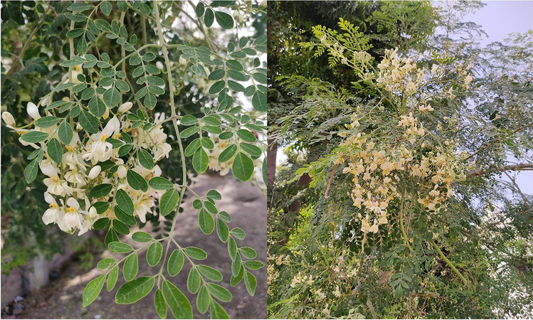 does moringa have glutathione Tree, Gift of Nature: a Review on Nutritional and Industrial Potential | Current Pharmacology Reports Moringa Nutrition: 6 Essential Compounds