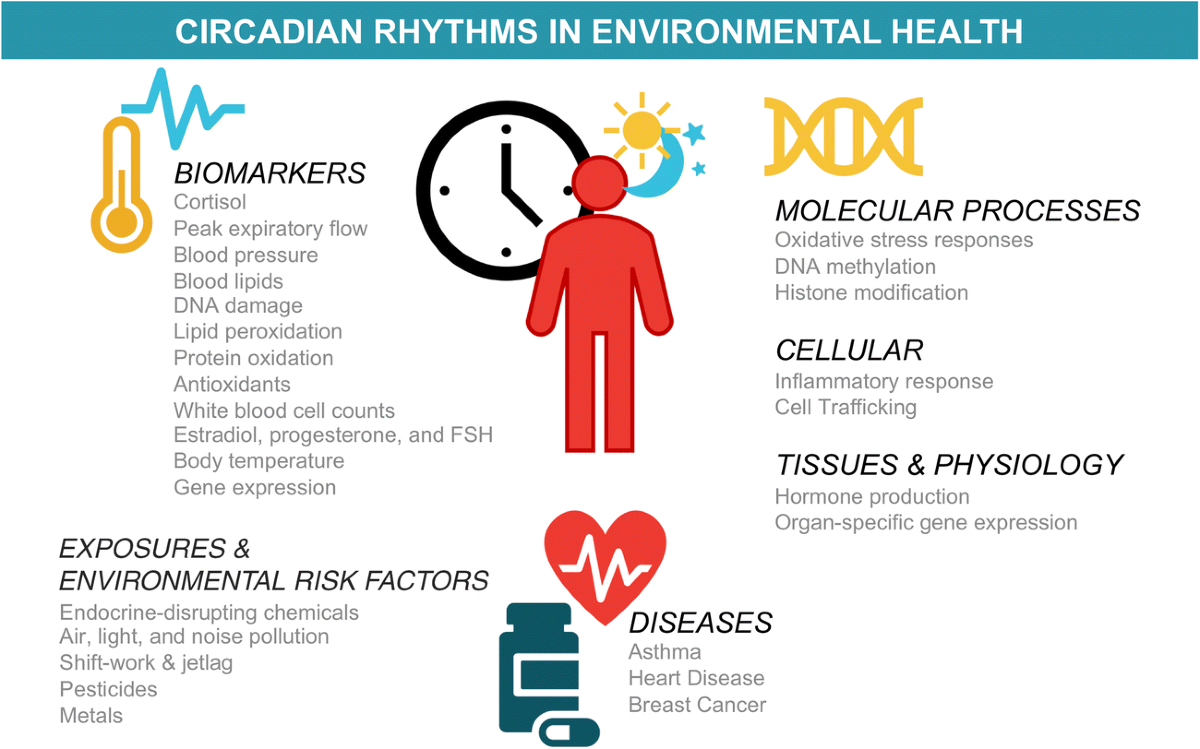 high glutathione circadian rhythm Liposomal - 60 caps Circadian Rhythms, Chrononutrition, Physical Training,