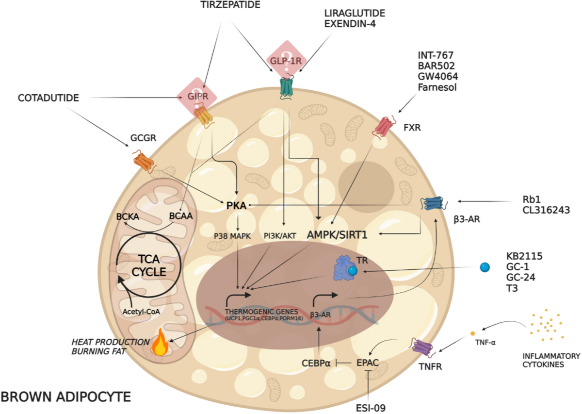 tirzepatide lower a1c Compounded Tirzepatide: What it is, How It Works for Effective Weight Loss