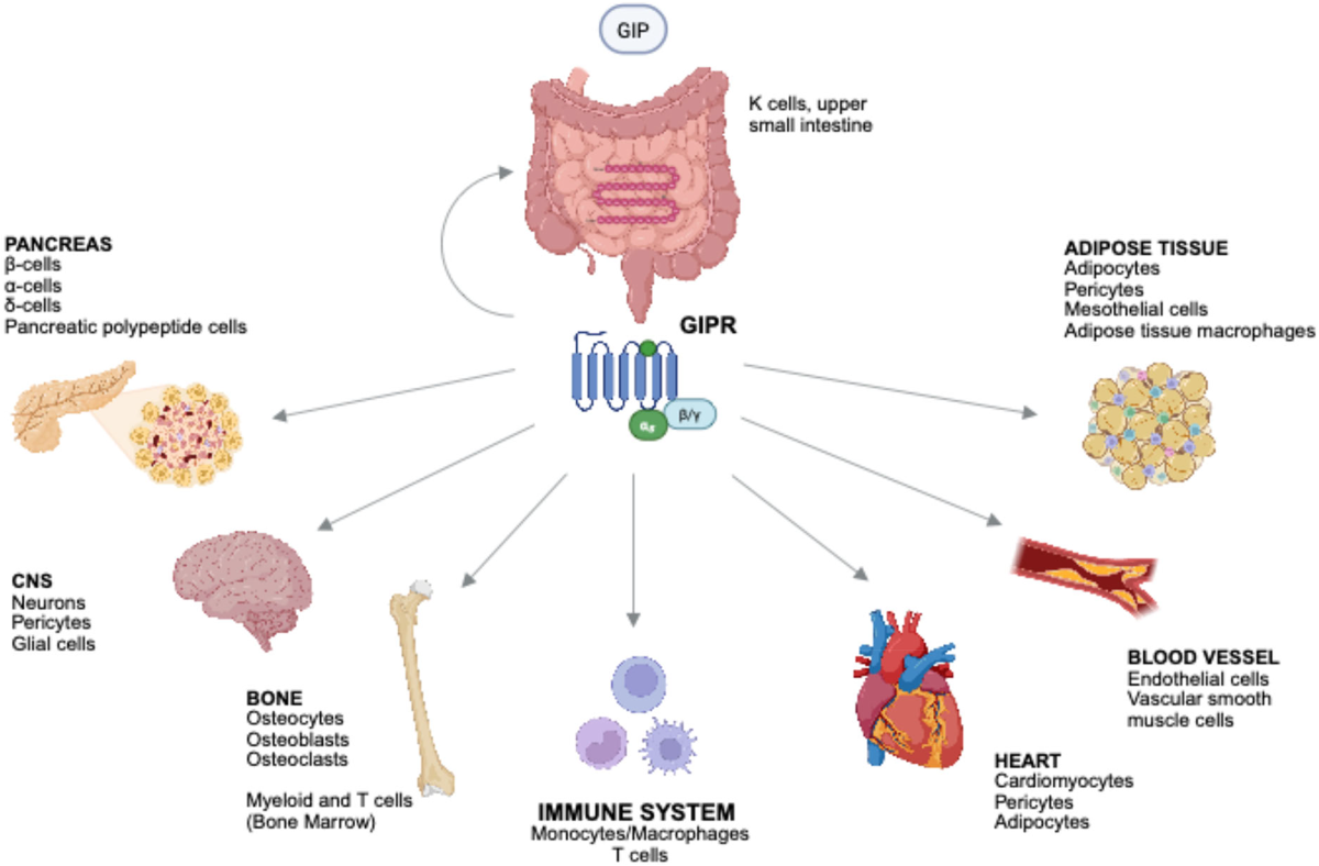 does tirzepatide lower immune system The role of the incretin GIP in inflammation | Journal of Endocrinological  Investigation