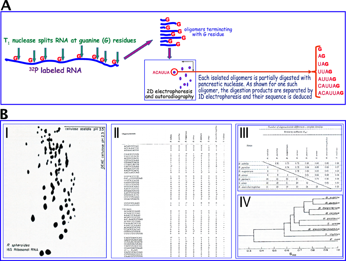 The discovery of archaea: from observed anomaly to consequential  restructuring of the phylogenetic tree | History and Philosophy of the Life  Sciences