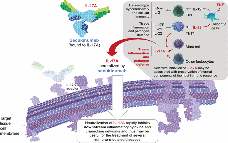 Secukinumab: A New Treatment Option for Psoriatic Arthritis | Rheumatology  and Therapy