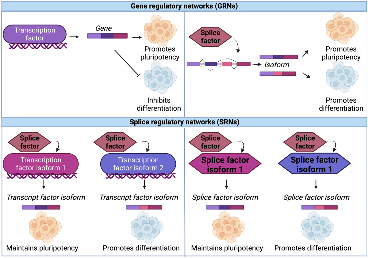 Transcription Factors and Splice Factors—Interconnected Regulators of Stem Cell Differentiation | Current Stem Cell Reports transcription-factors-and-splice-factors-interconnected-regulators-of-stem-cell-differentiation-current-stem-cell-reports