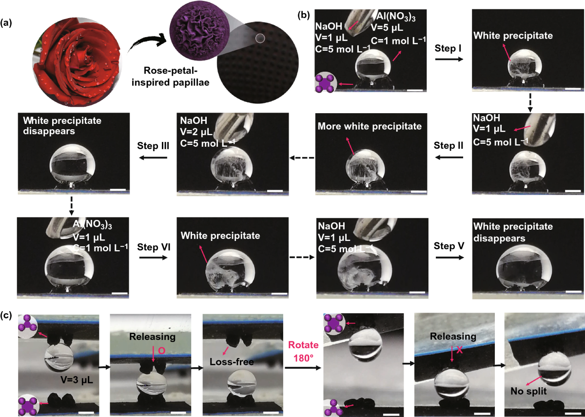 Bioinspired Multiscale Wrinkling Patterns on Curved Substrates: An Overview  | Nano-Micro Letters