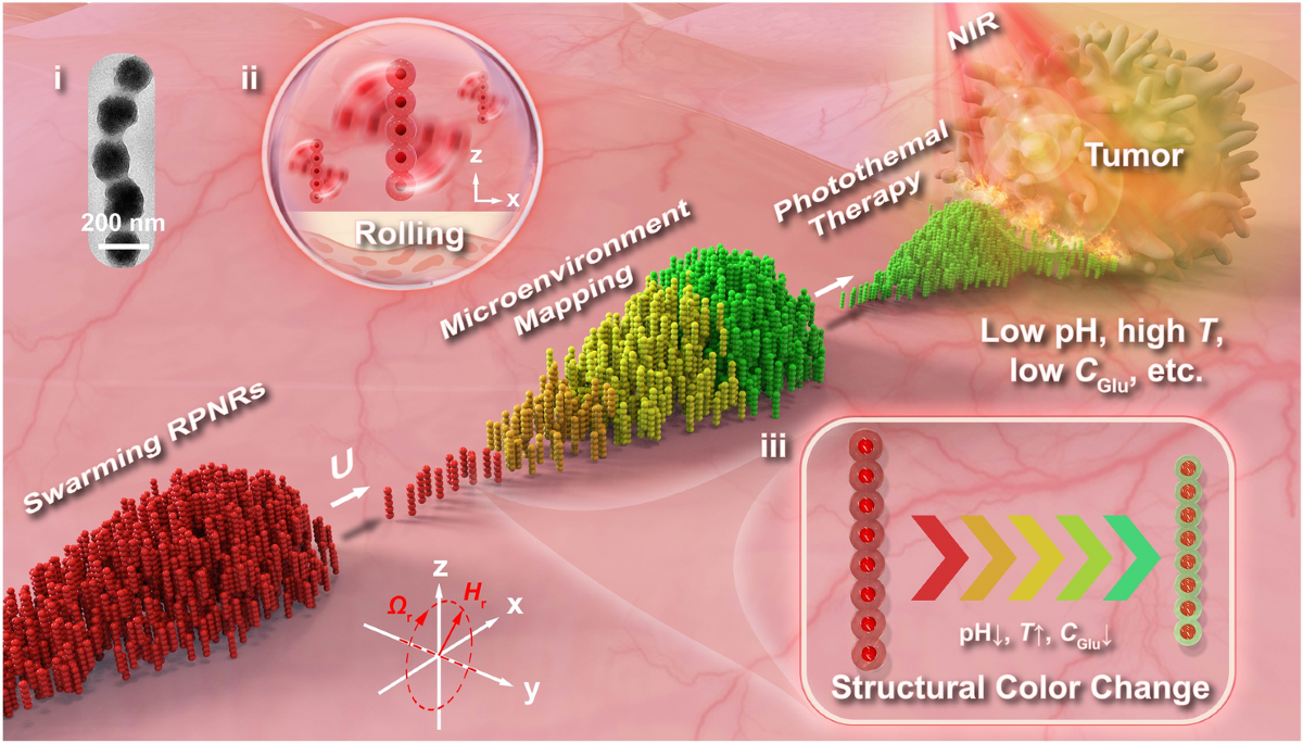 Los nanorrobots contra el cancer de la UIB aun no estan en pacientes: que ha demostrado realmente el estudio