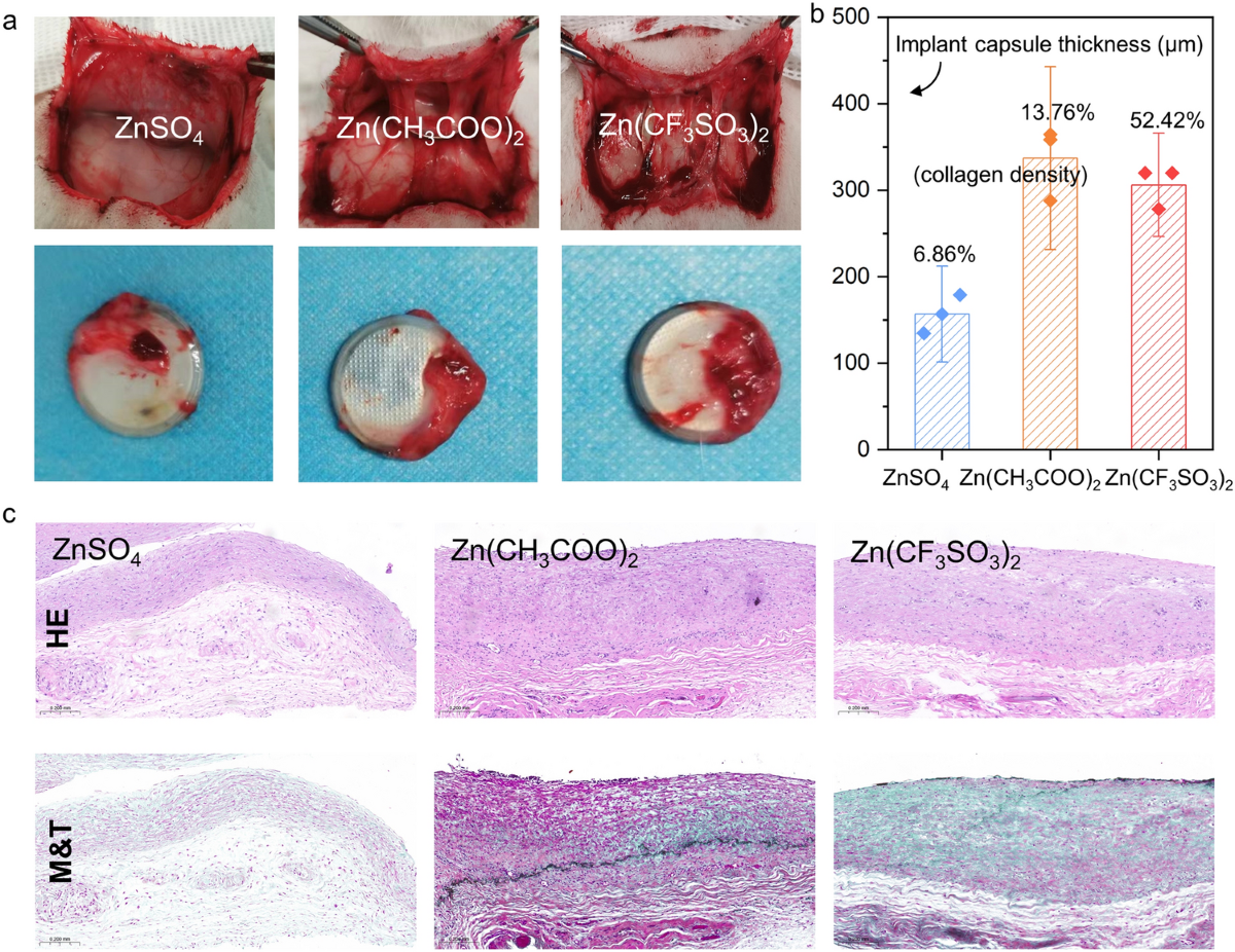 Hetero Nucleus Growth Stabilizing Zinc Anode for High-Biosecurity Zinc-Ion  Batteries | Nano-Micro Letters