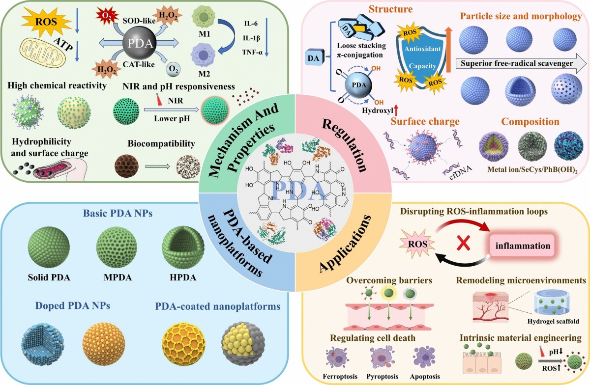 Advances in Polydopamine-Based Nanoplatforms: Antioxidant Mechanisms and Applications in Oxidative Stress-Mediated Diseases | Nano-Micro Letters