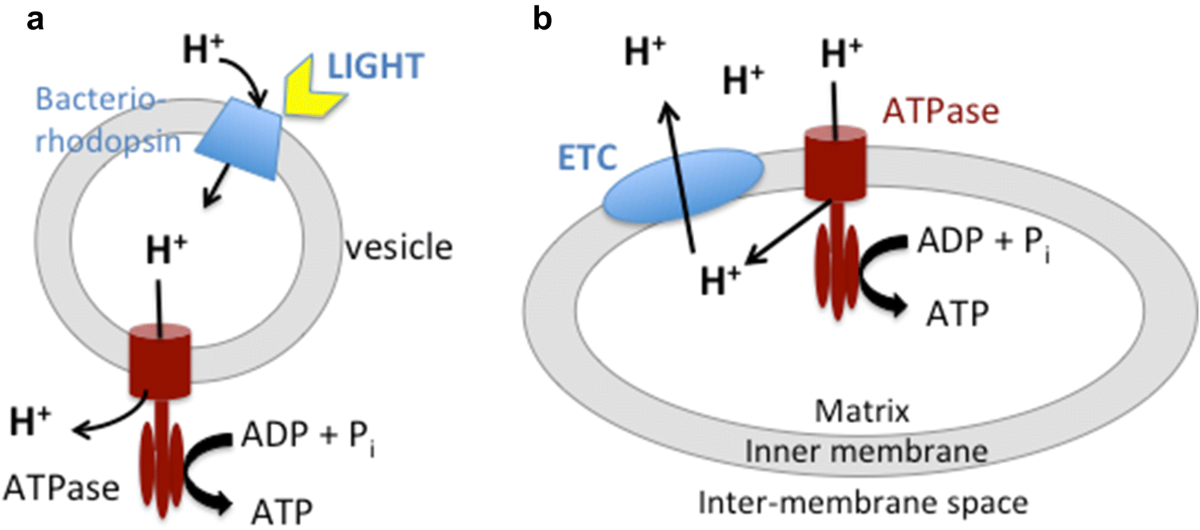 l glutathione trng da vin ngm VIN NGM TRNG DA PONSOR  IMEC Pharmacy
