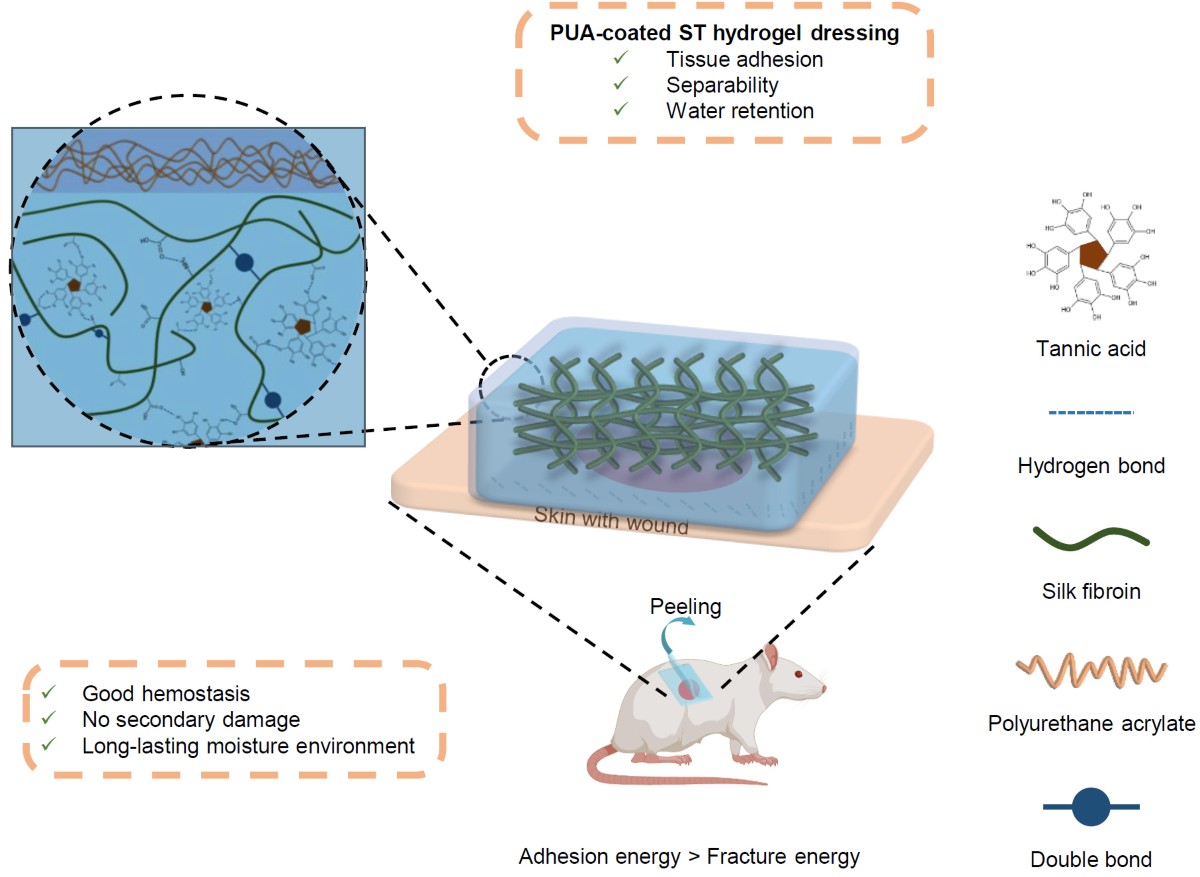 Water-retaining and separable adhesive hydrogel dressing for wound healing without secondary damage | Science China Materials