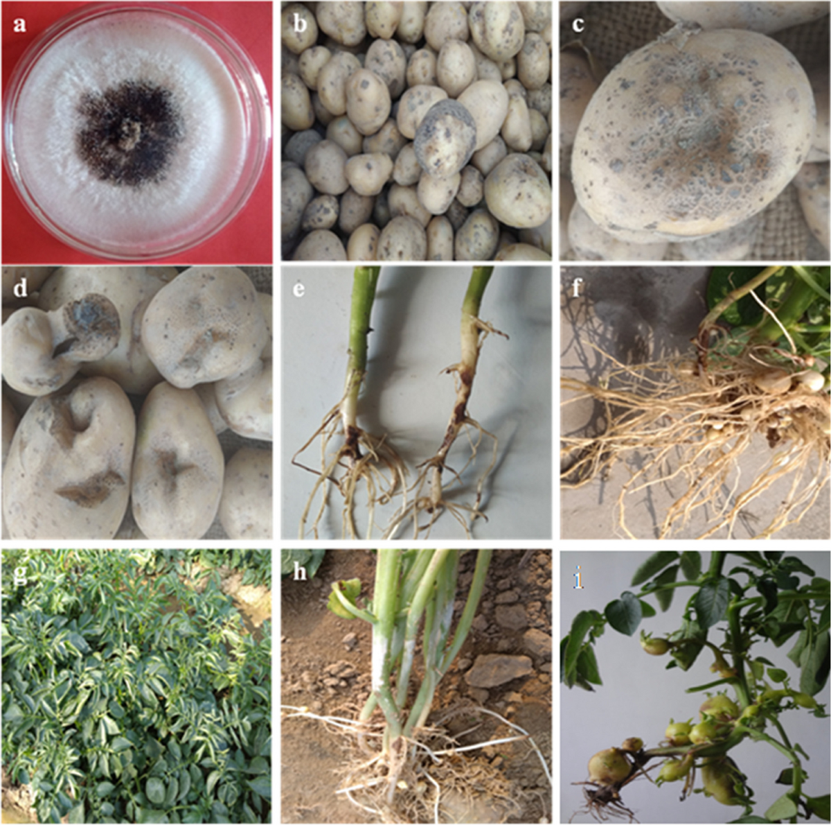 Black scurf of potato: Insights into biology, diagnosis, detection,  host-pathogen interaction, and management strategies | Tropical Plant  Pathology | Springer Nature Link