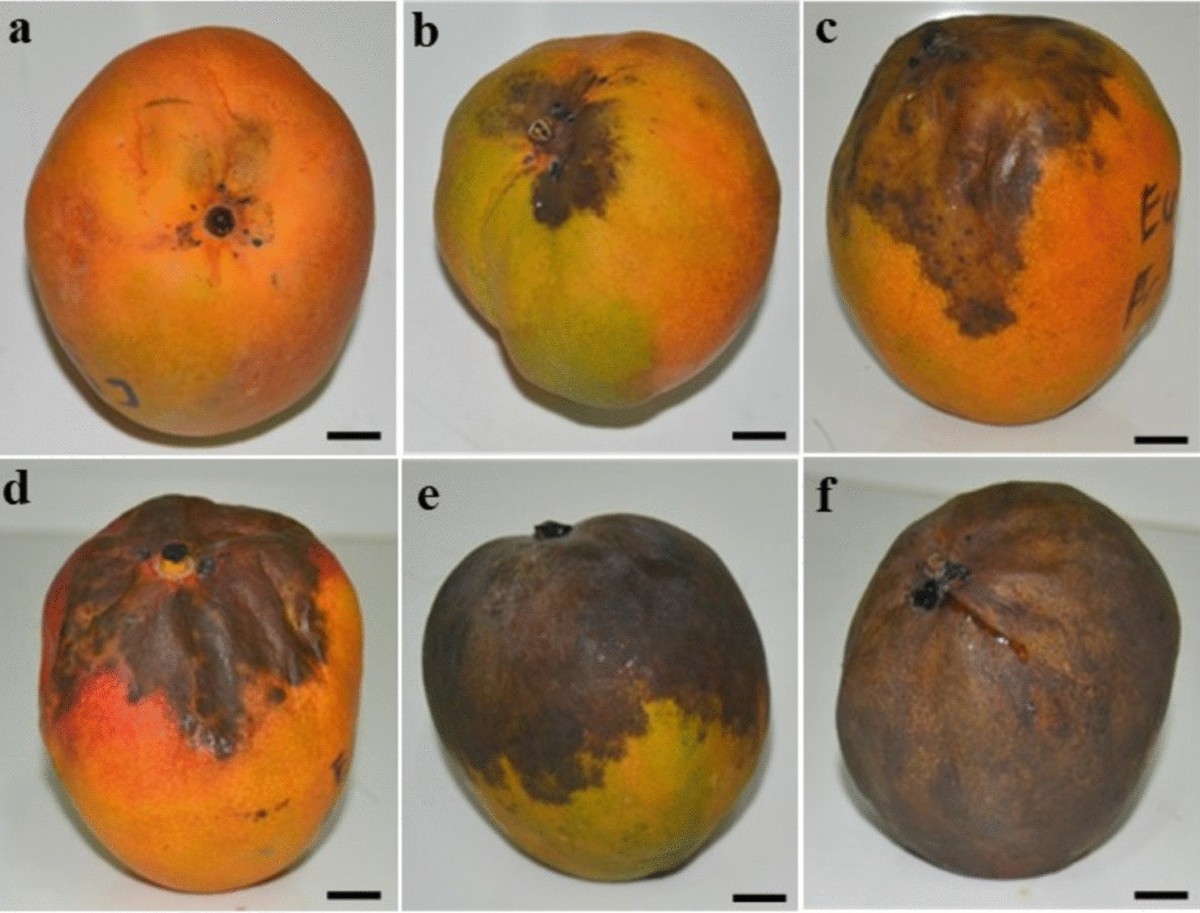 Prevalence of mango stem-end rot disease in Côte d'Ivoire and  identification of associated fungal pathogens | Tropical Plant Pathology