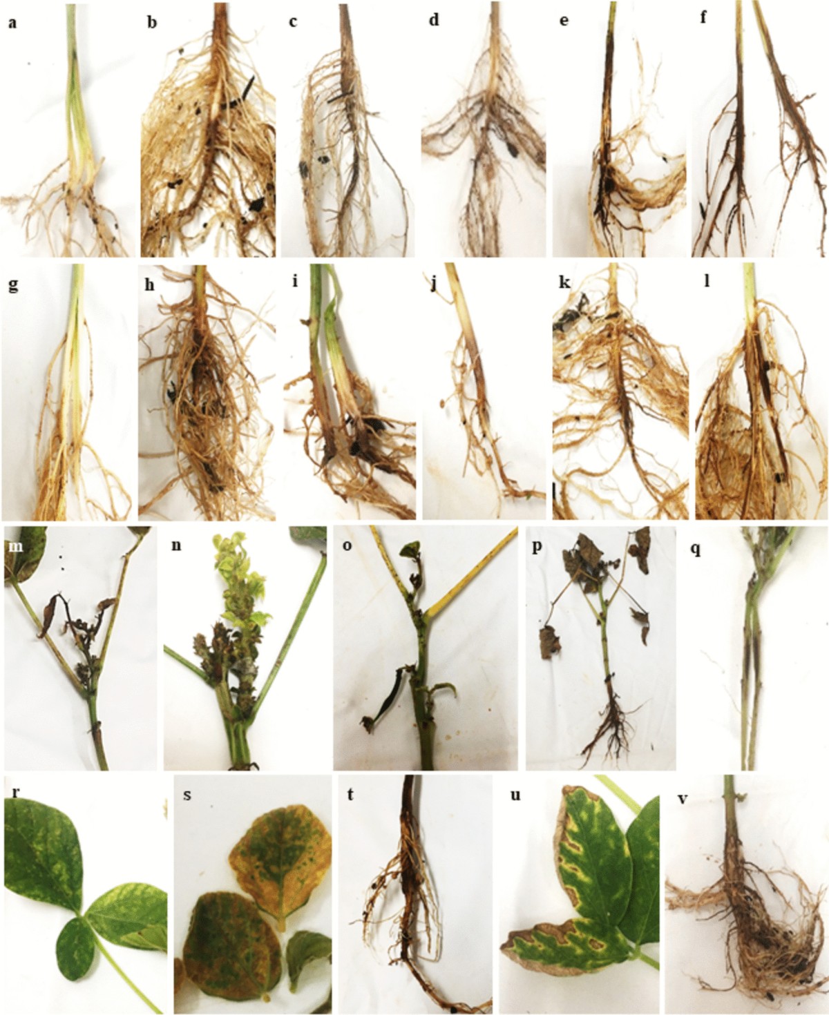 Members of the Fusarium solani species complex causing root rot of common  bean and cowpea in Brazil | Tropical Plant Pathology