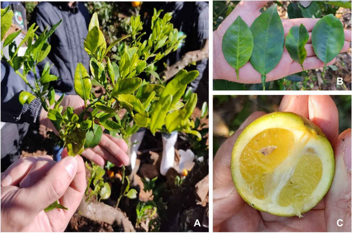 Collaborative efforts for Huanglongbing detection and citriculture  protection in Santa Catarina, Brazil: perspectives for a family farming  region | Tropical Plant Pathology
