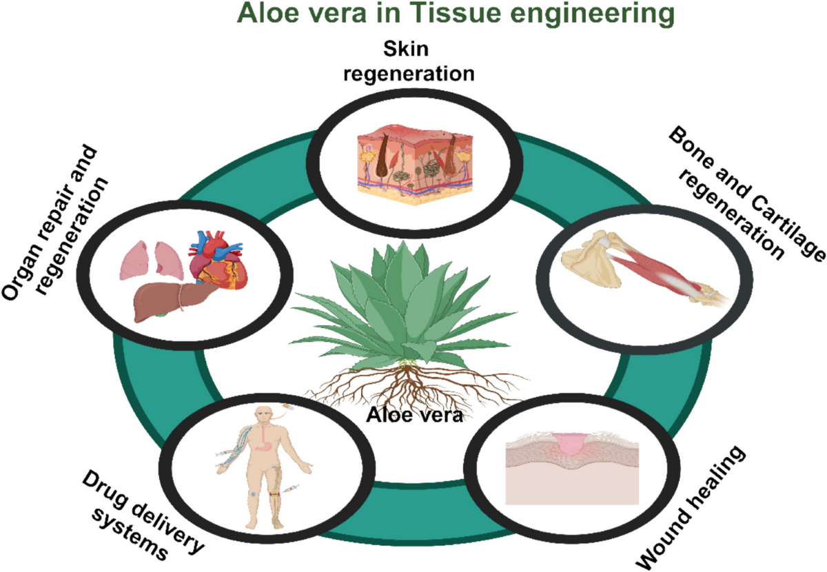 Tissue Engineering Applications of Aloe vera L. Burm. F.: A Comprehensive  Review | Regenerative Engineering and Translational Medicine | Springer  Nature Link