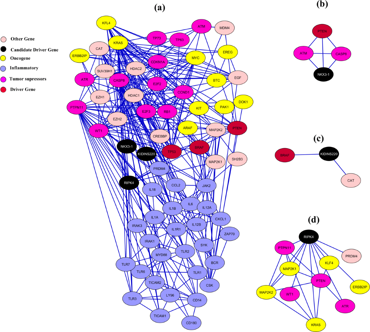 TOPDRIVER: the novel identifier of cancer driver genes in Gastric cancer  and Melanoma | Applied Network Science